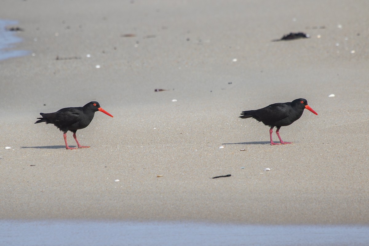 Sooty Oystercatcher - ML623872949