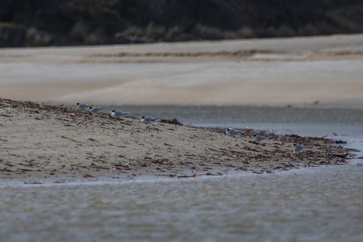 Australian Fairy Tern - ML623872950