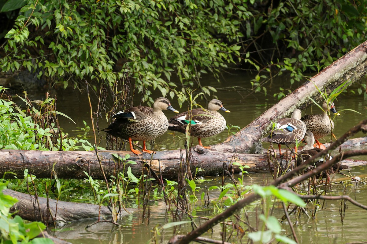 Indian Spot-billed Duck - ML623872953