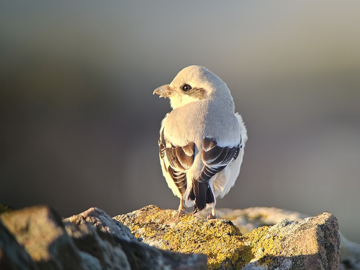 Great Gray Shrike - ML623872985