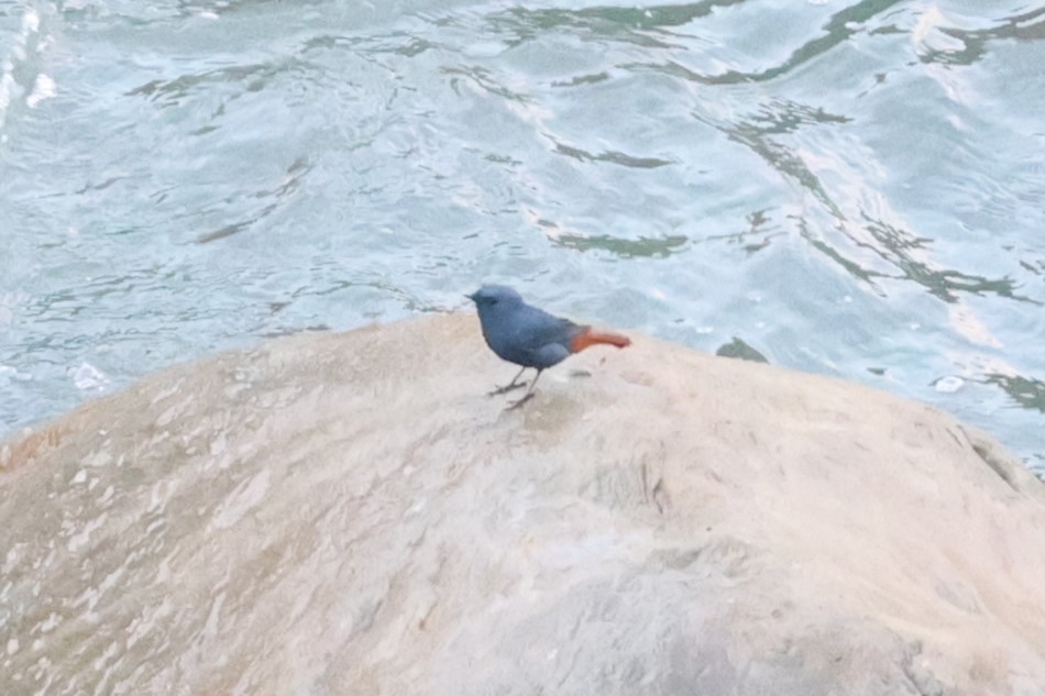 Plumbeous Redstart - Gannu 03