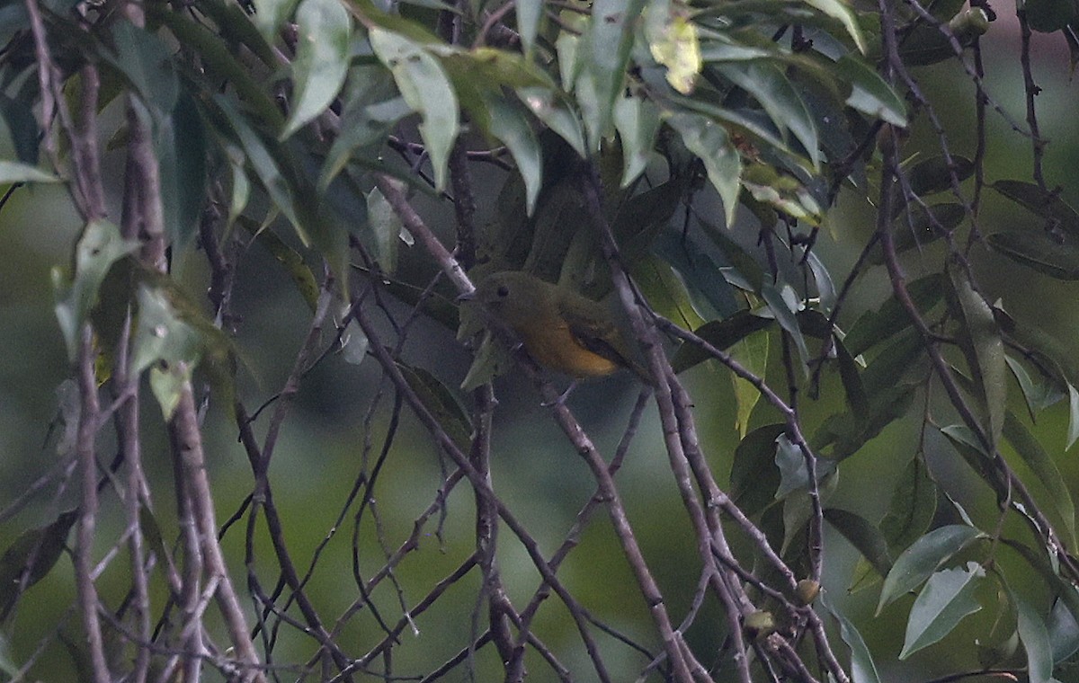 McConnell's Flycatcher - ML623872994