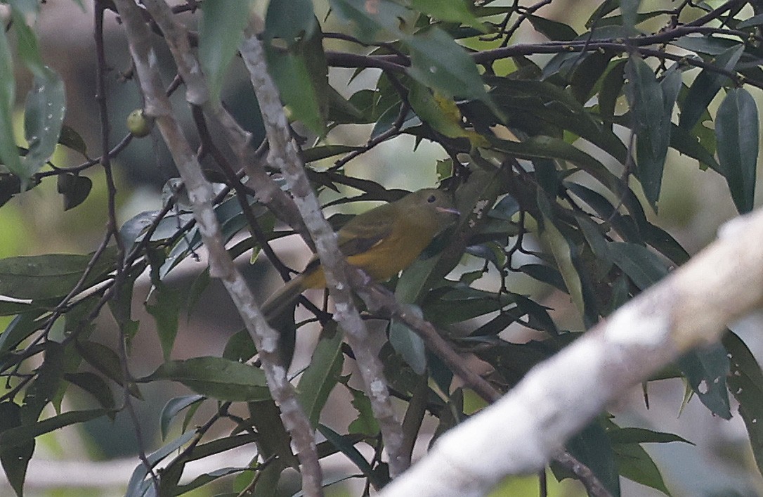 McConnell's Flycatcher - ML623872999