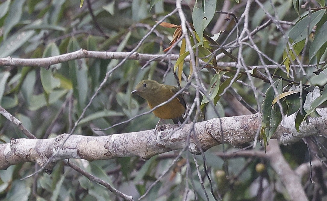 McConnell's Flycatcher - ML623873002