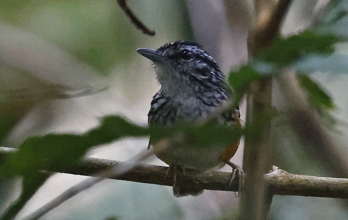 Peruvian Warbling-Antbird - Paul Chapman