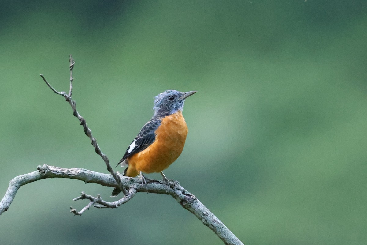 Blue-capped Rock-Thrush - ML623873032