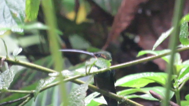 White-whiskered Hermit - ML623873062