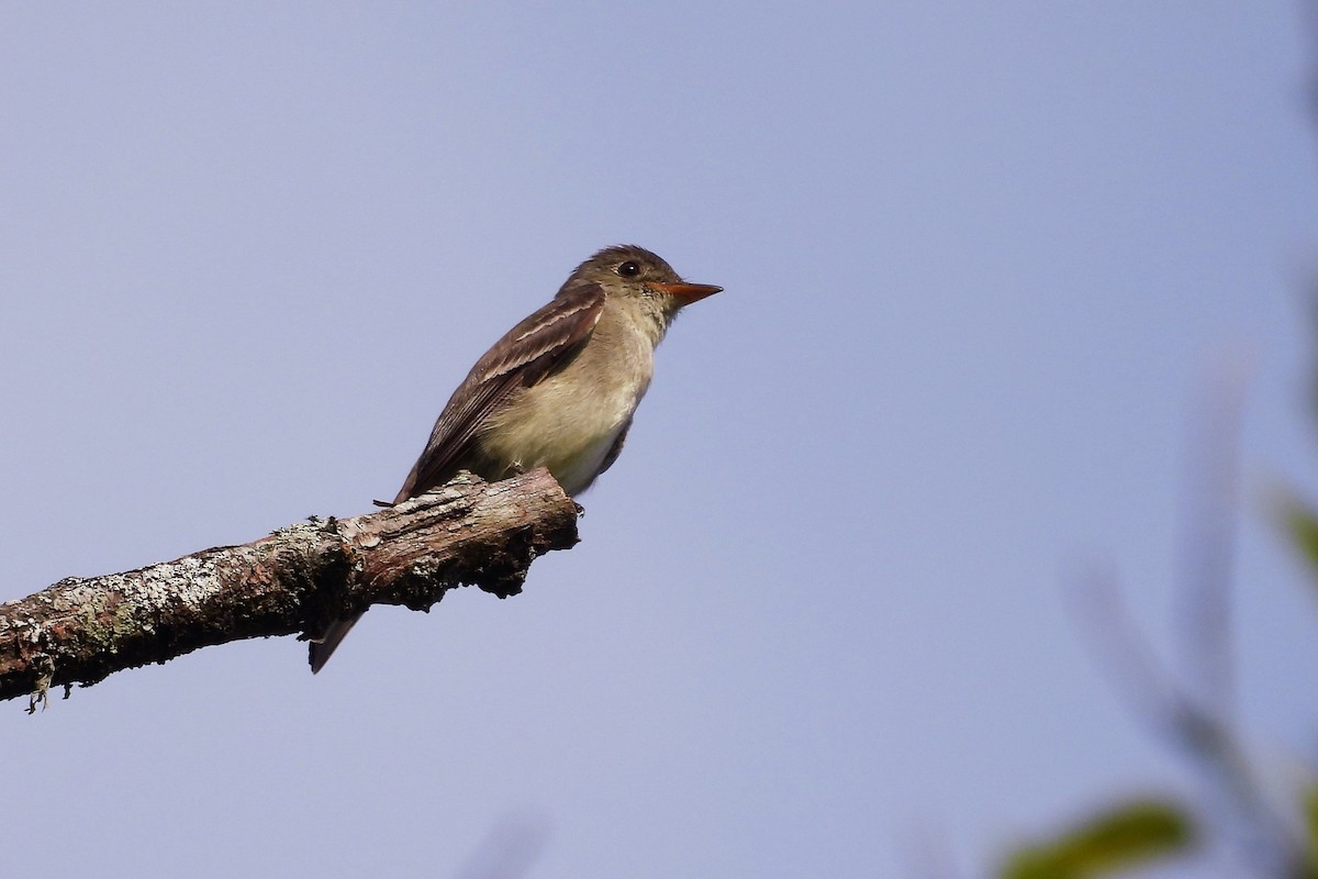 Eastern Wood-Pewee - S. K.  Jones