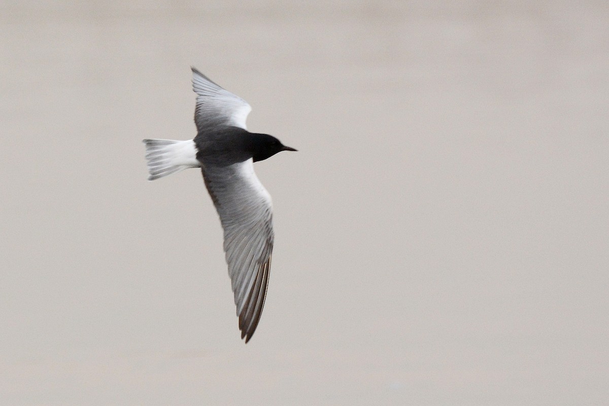 White-winged Tern - Igor Długosz