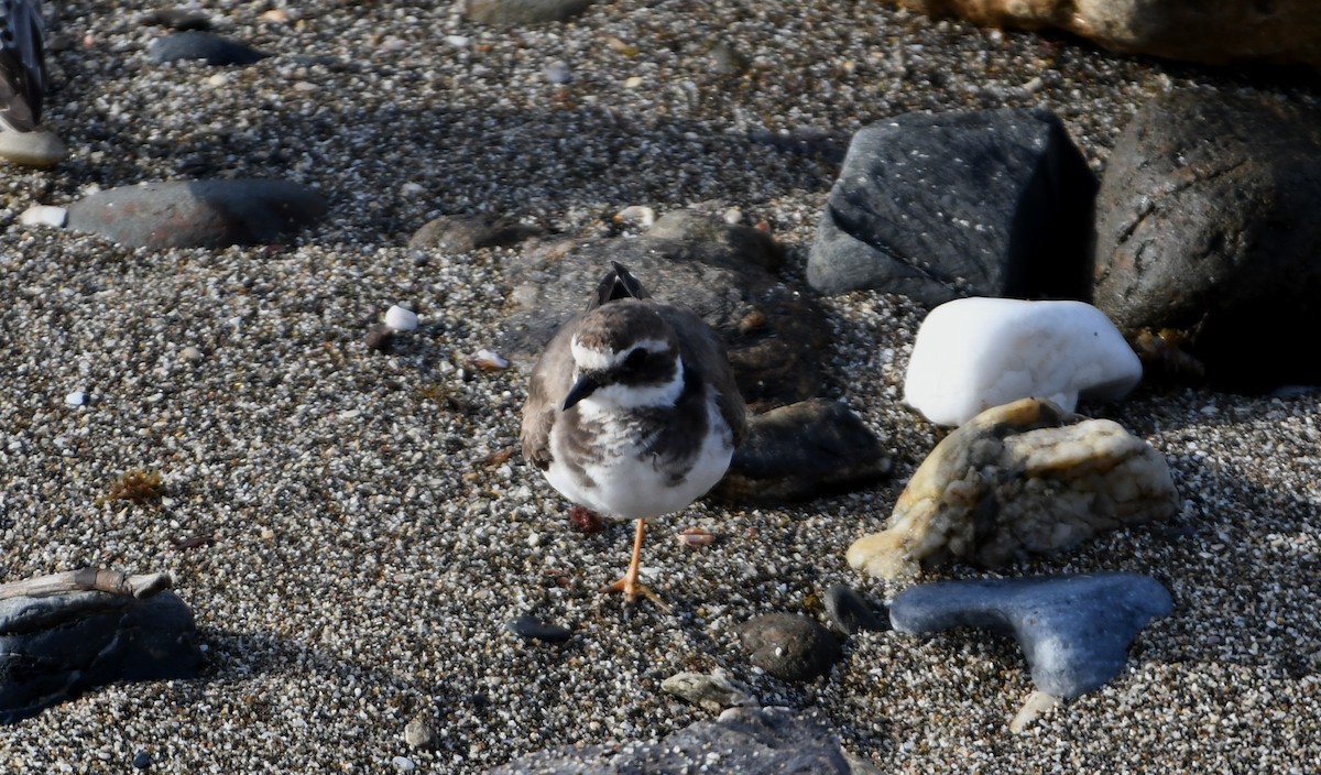 Common Ringed Plover - ML623873109