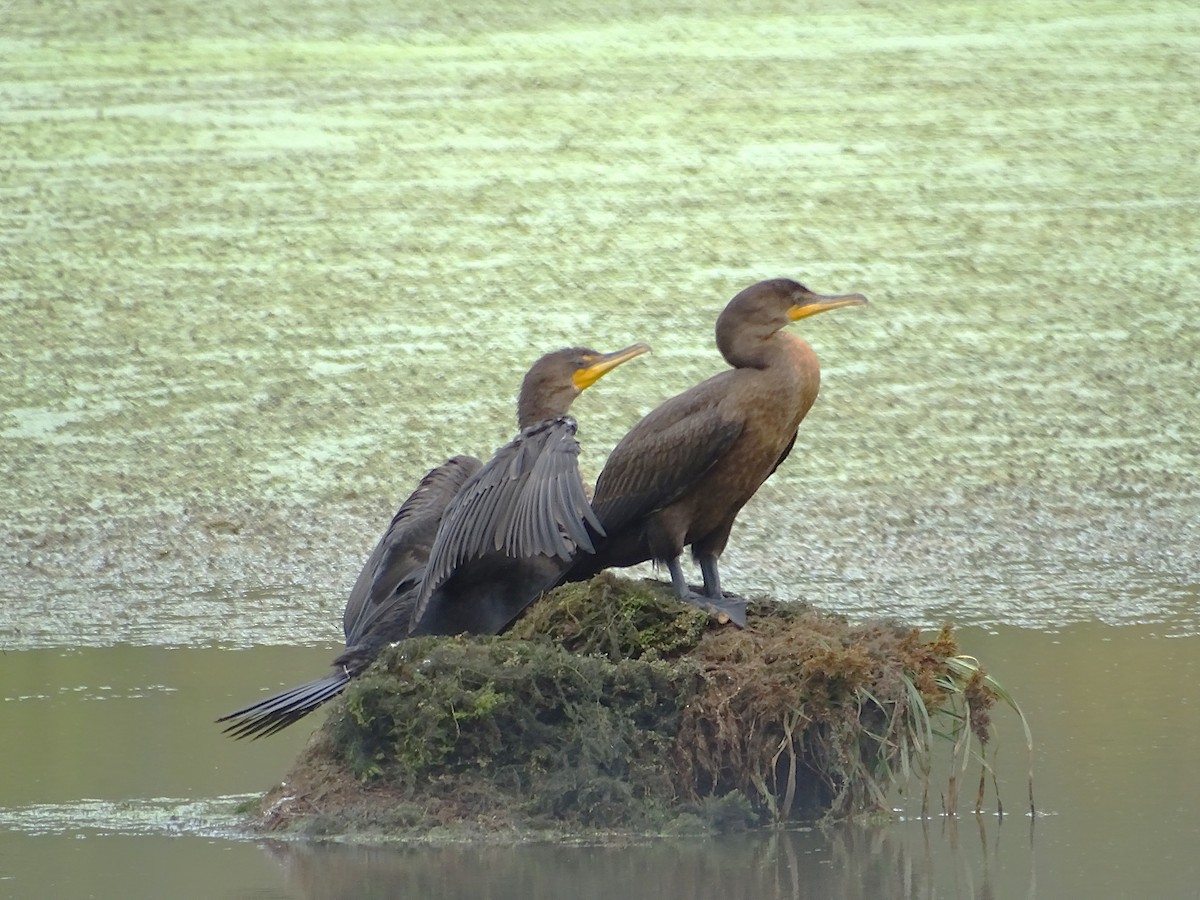 Double-crested Cormorant - ML623873112