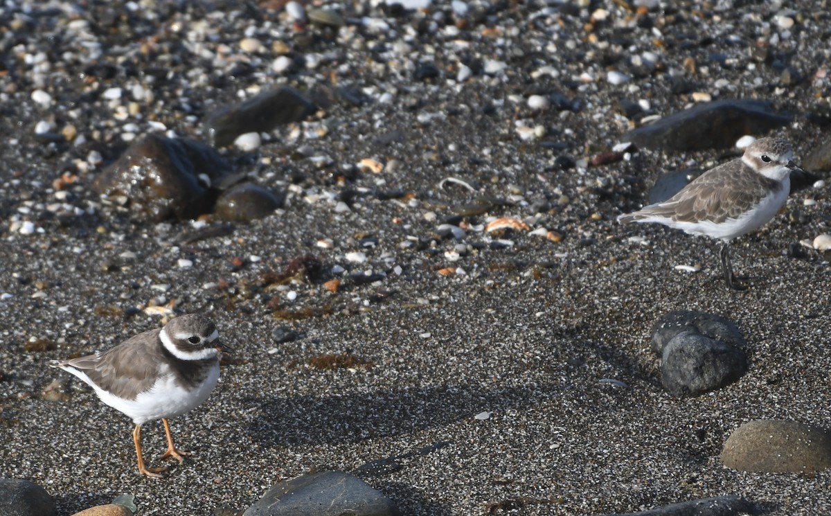 Common Ringed Plover - ML623873123