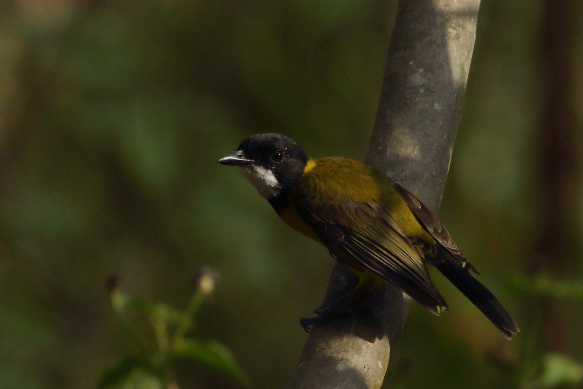 Rusty-breasted Whistler - ML623873125