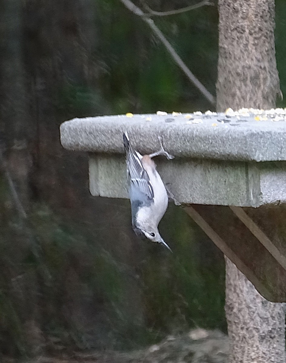 White-breasted Nuthatch (Eastern) - ML623873134