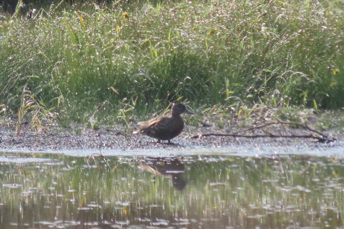 tanımsız ördek (Anatinae sp.) - ML623873138