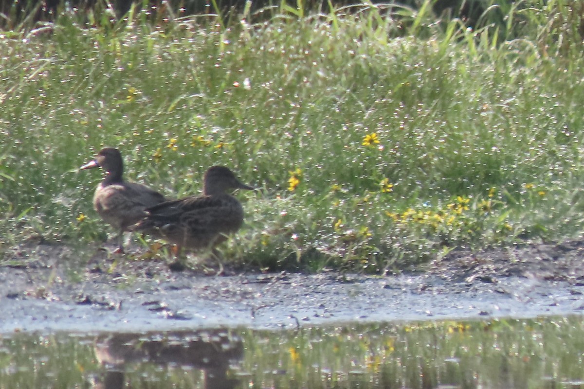 tanımsız ördek (Anatinae sp.) - ML623873139