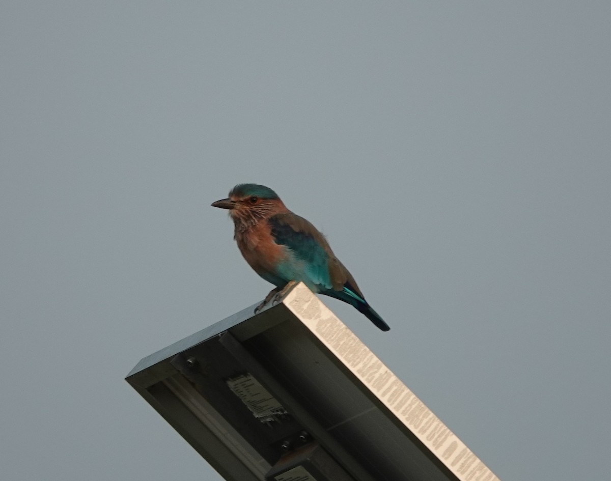 Indian Roller - ML623873195