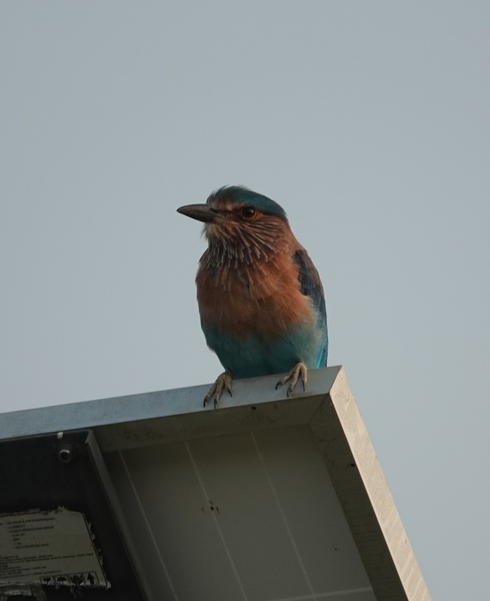 Indian Roller - ML623873196