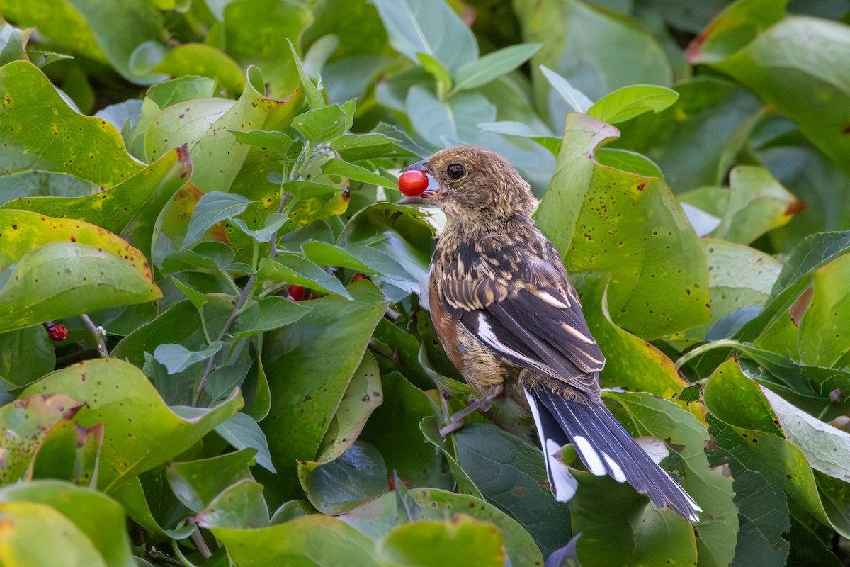 Eastern Towhee - ML623873206