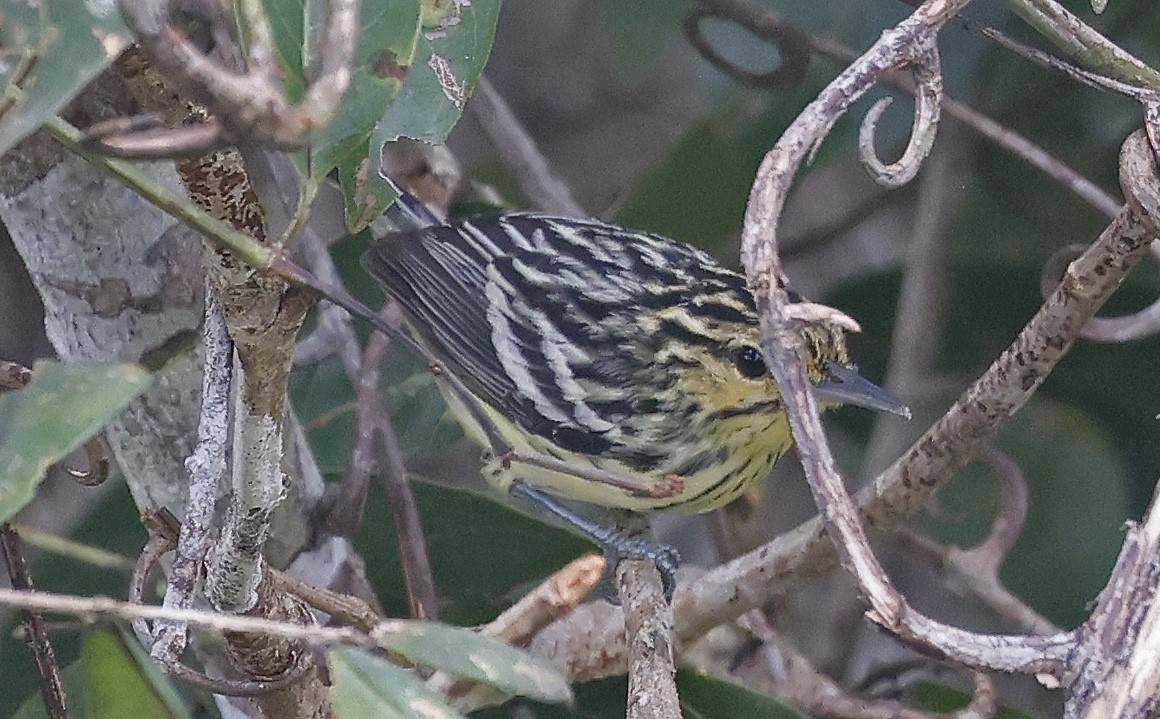 Sclater's Antwren - ML623873211