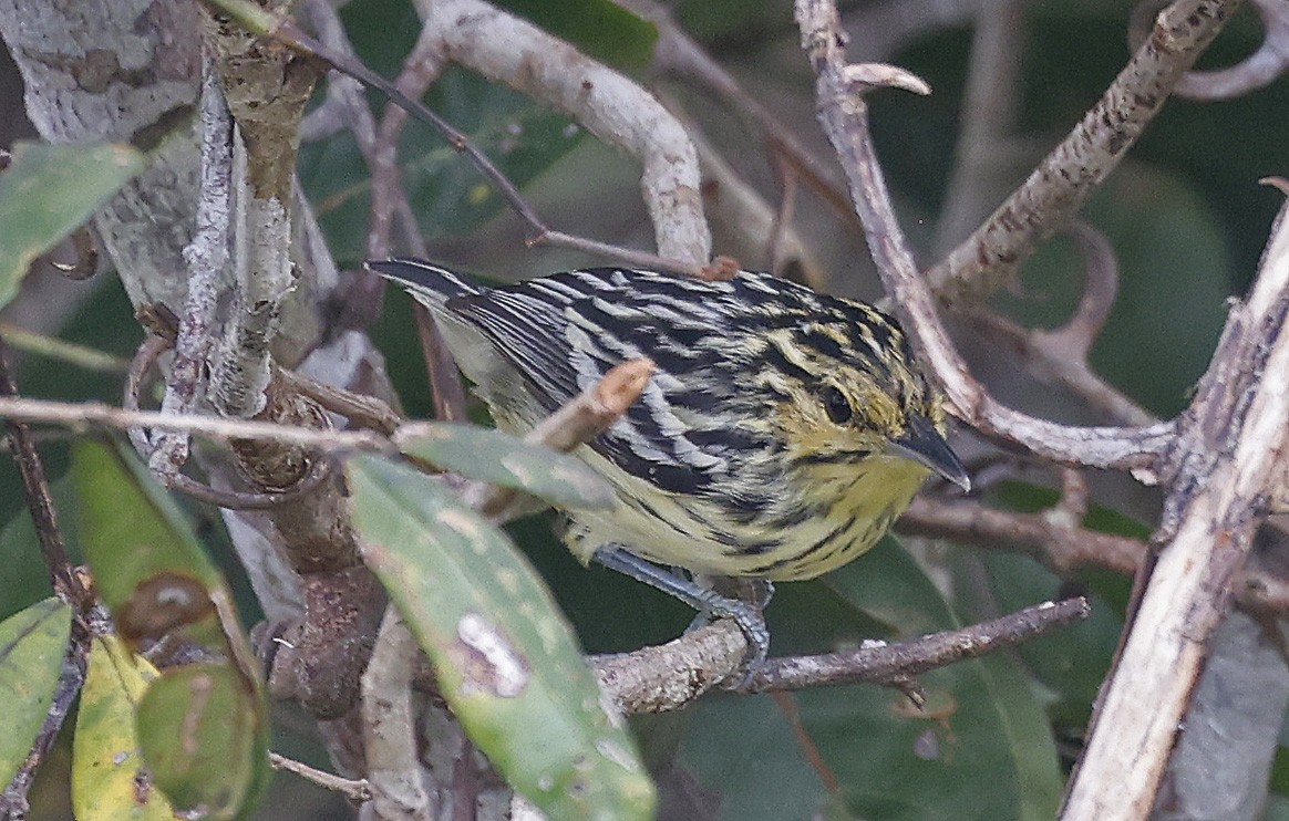 Sclater's Antwren - ML623873213