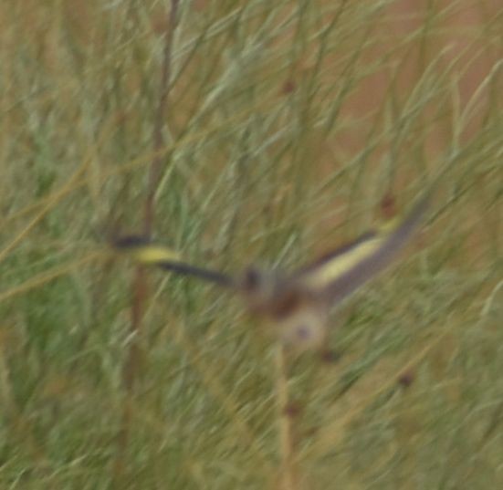 European Goldfinch - ML623873214