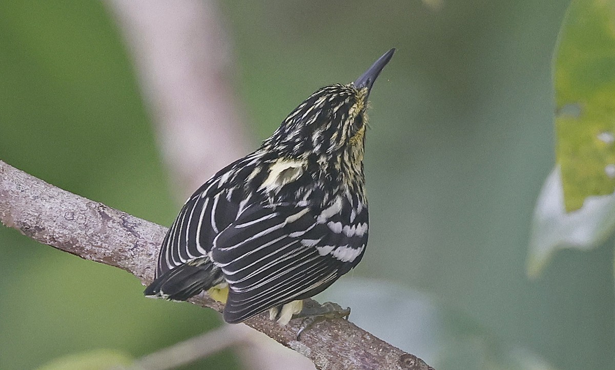 Sclater's Antwren - ML623873222