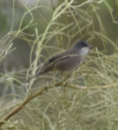 Sardinian Warbler - ML623873225