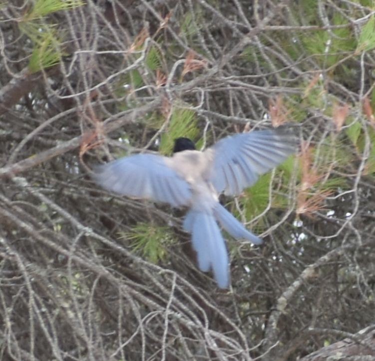 Iberian Magpie - ML623873234