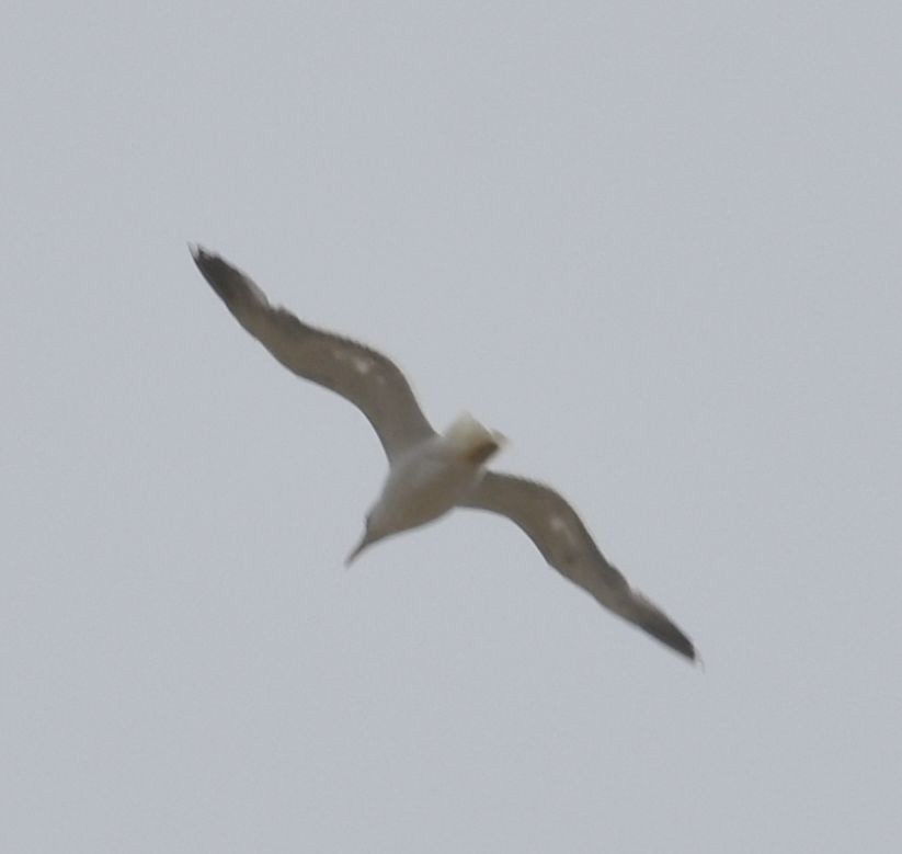 Larus sp. - Sally Anderson