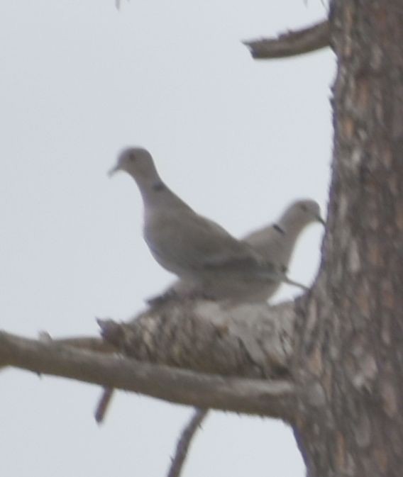 Eurasian Collared-Dove - Sally Anderson