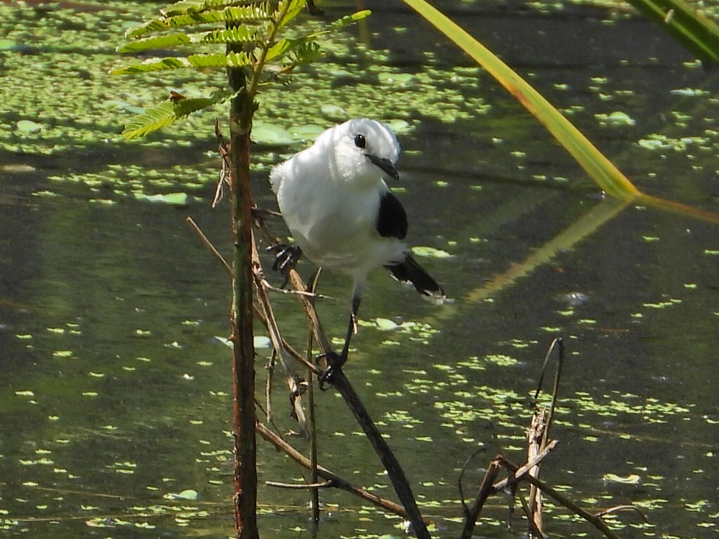 Pied Water-Tyrant - ML623873246