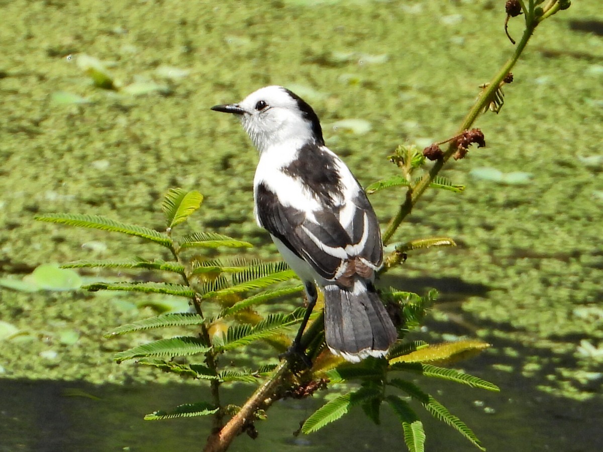 Pied Water-Tyrant - ML623873247