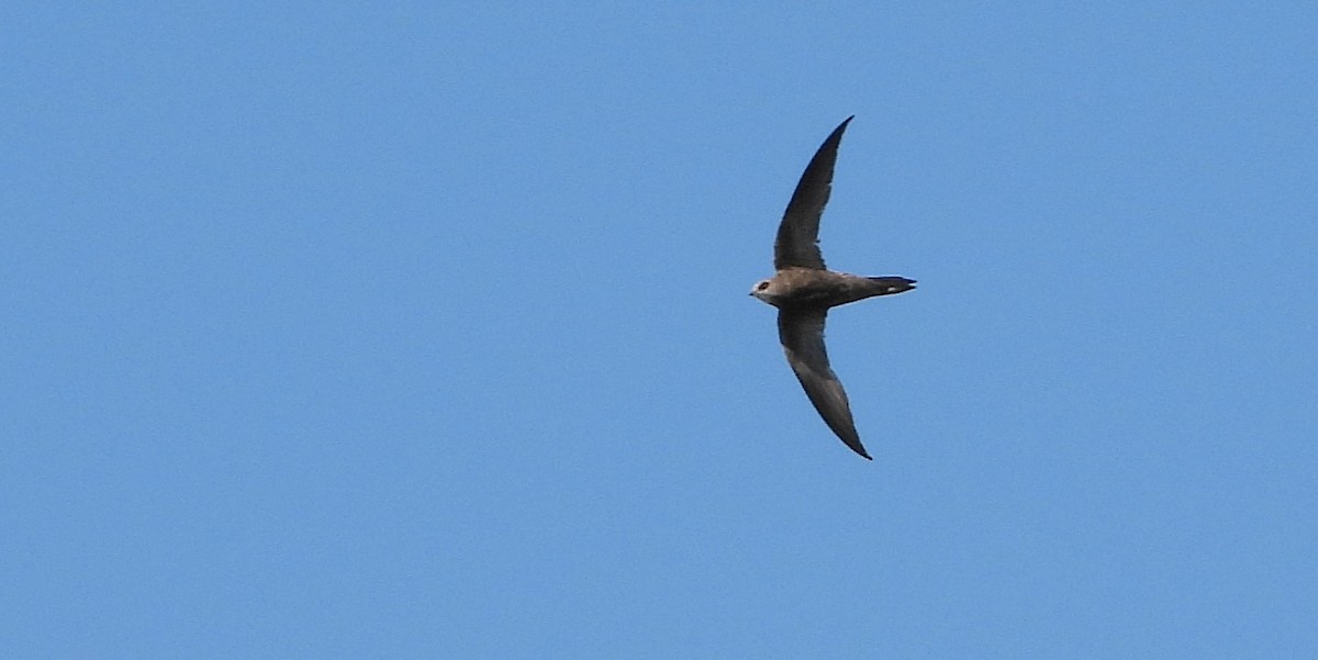 Pallid Swift - ML623873269