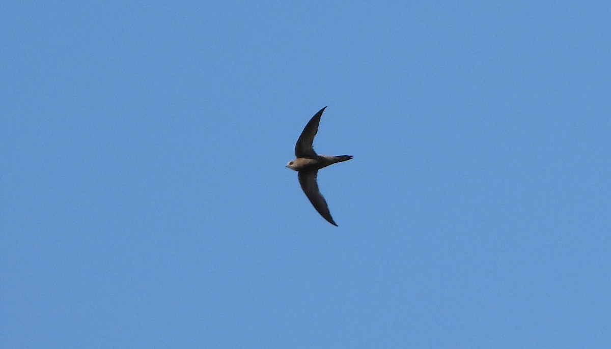 Pallid Swift - ML623873270