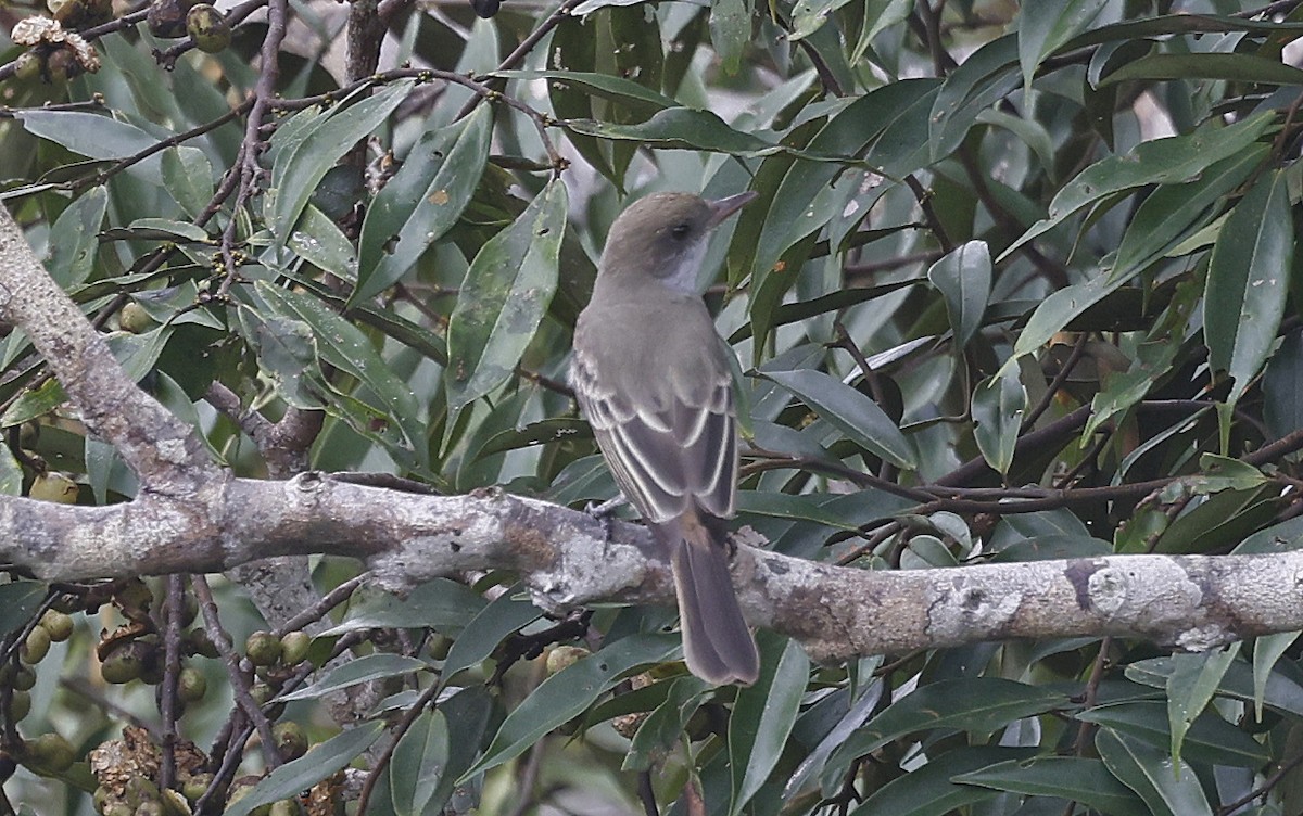 Swainson's Flycatcher - ML623873272