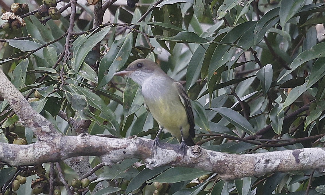 Swainson's Flycatcher - ML623873278