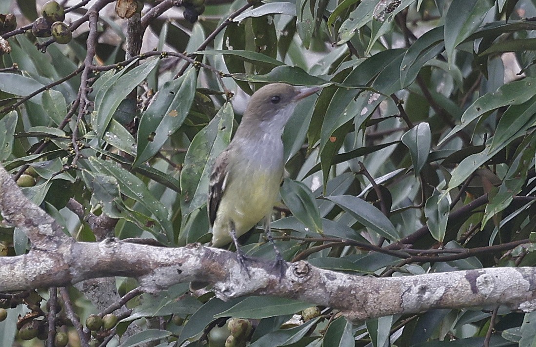 Swainson's Flycatcher - ML623873283