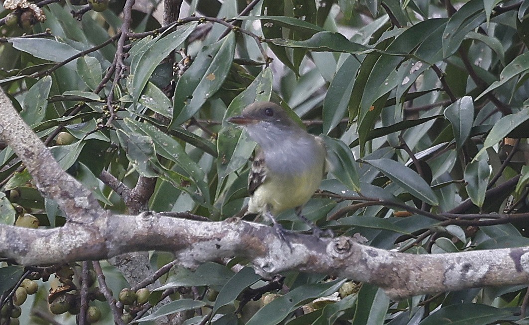 Swainson's Flycatcher - ML623873287