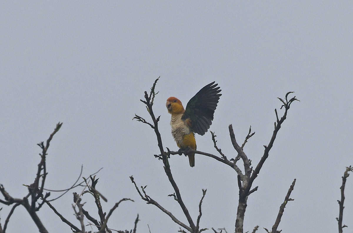 White-bellied Parrot - ML623873311