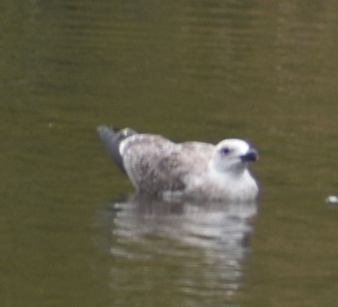 tanımsız Larus sp. - ML623873331