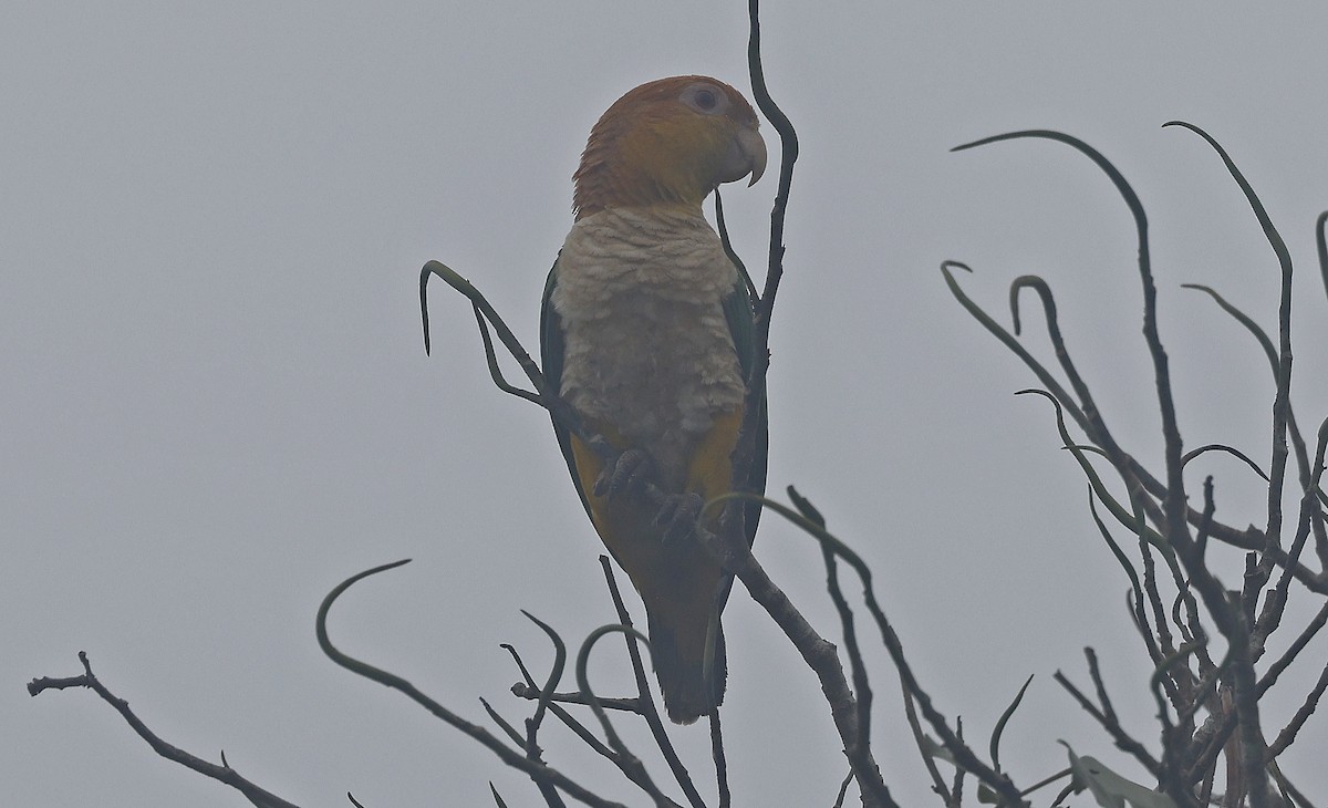 White-bellied Parrot - ML623873332