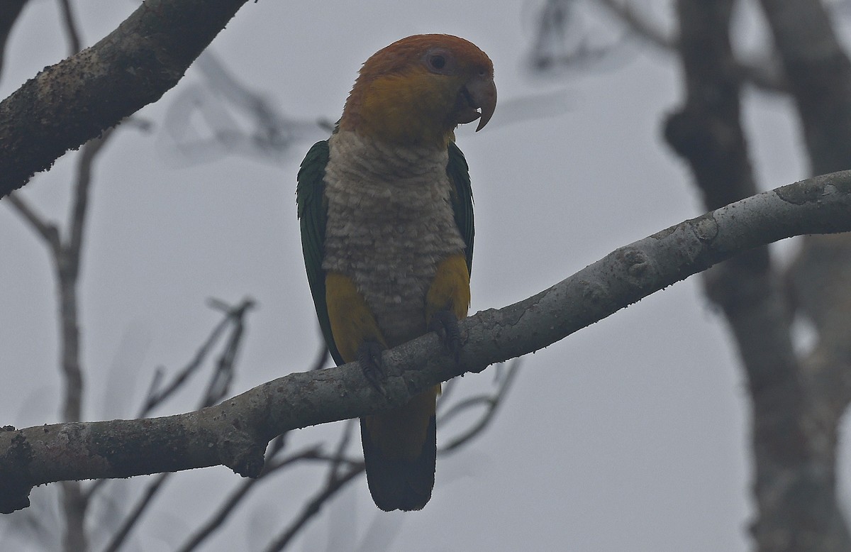 White-bellied Parrot - ML623873335