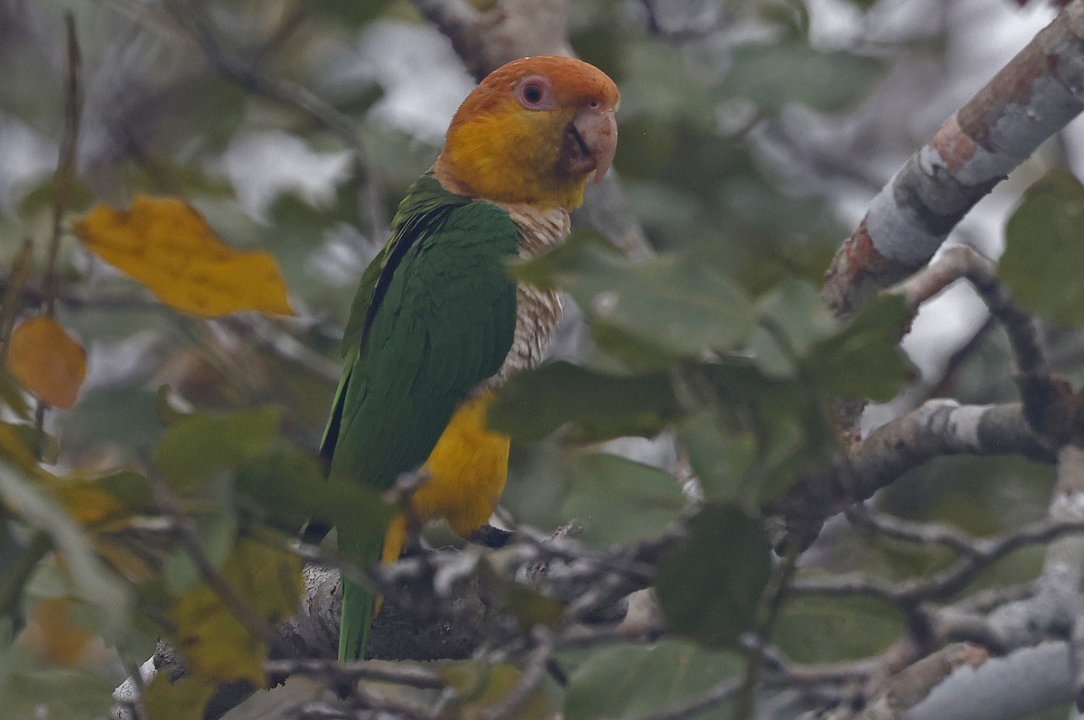 White-bellied Parrot - ML623873338