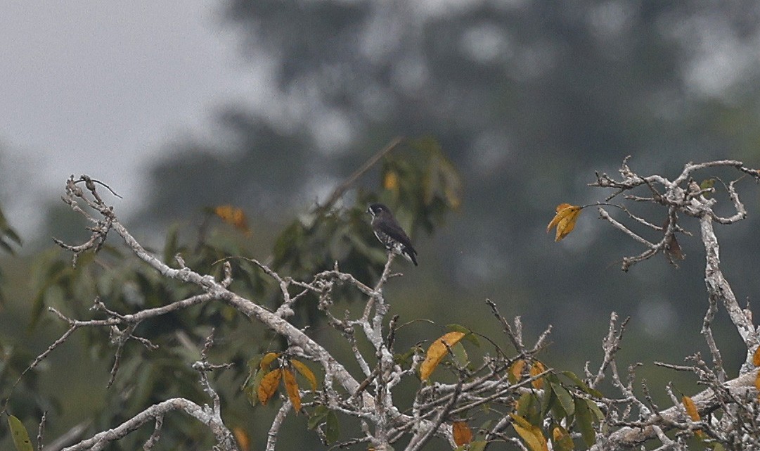 White-browed Purpletuft - ML623873348