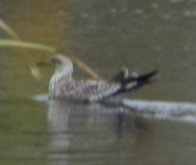 tanımsız Larus sp. - ML623873420