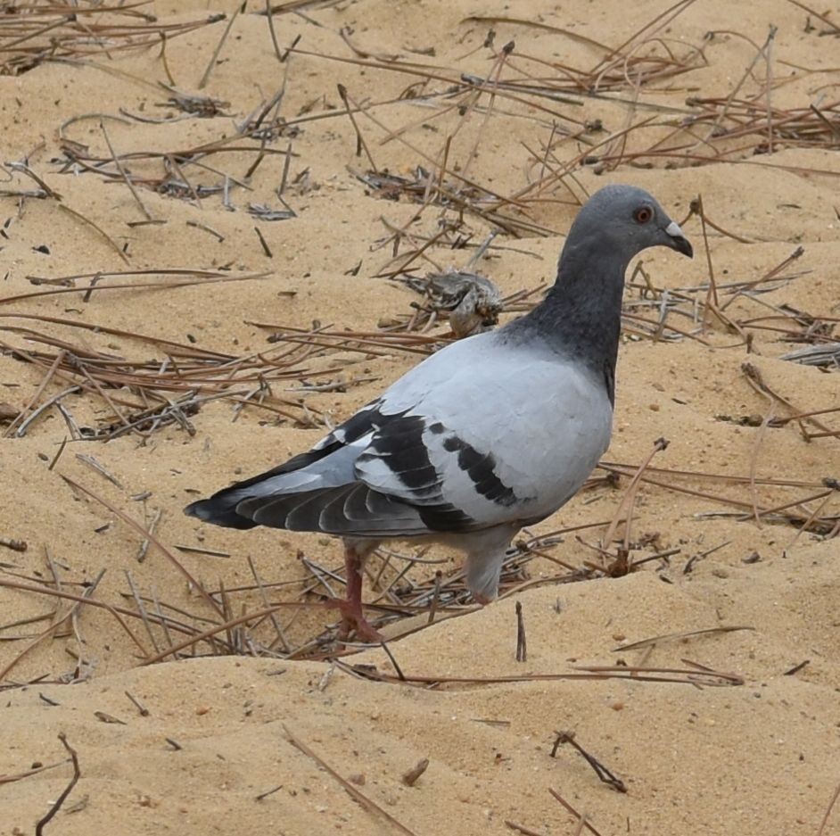 Хөхвөр тагтаа (суурин газрын) - ML623873433