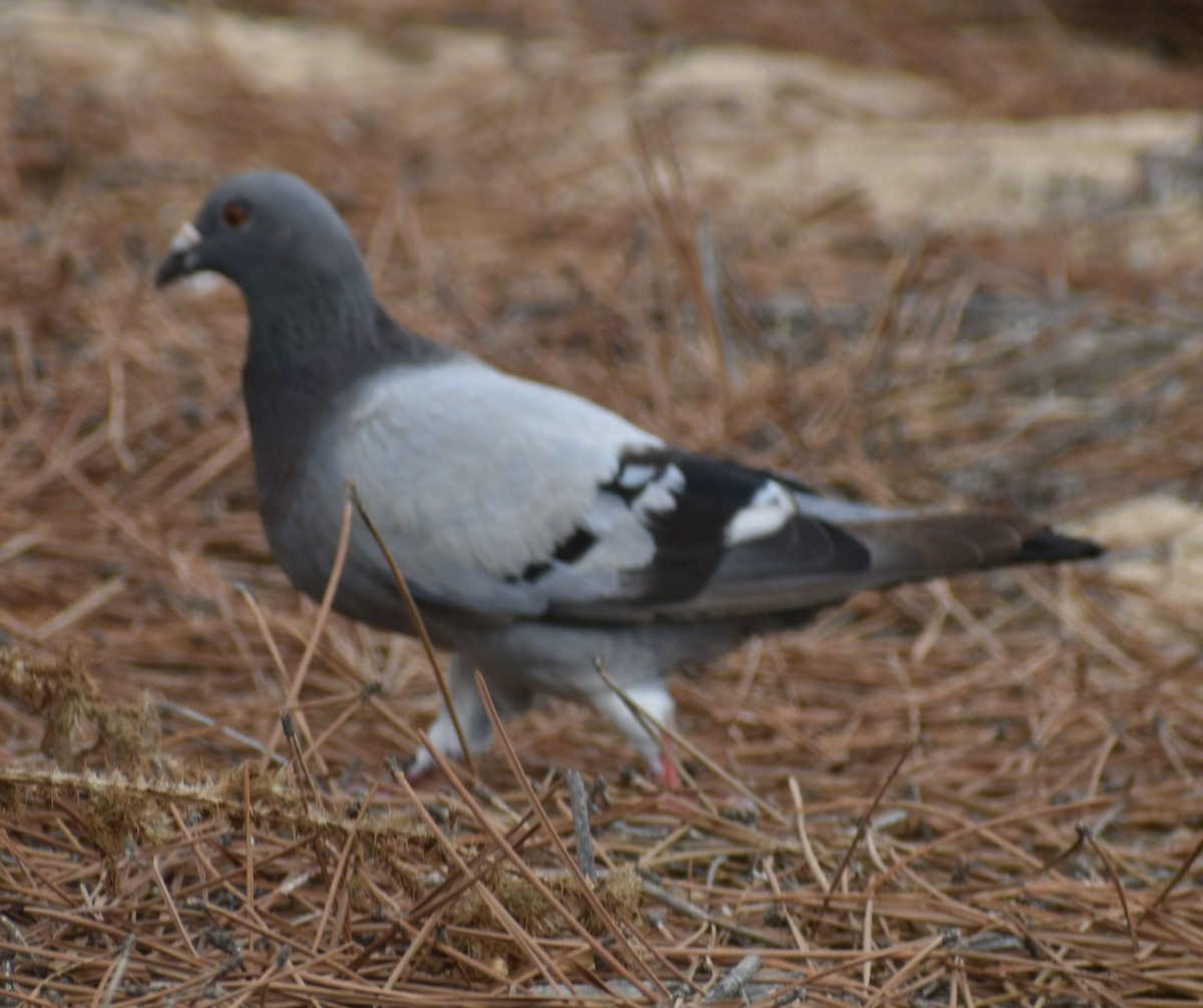 Kaya Güvercini (şehir güvercini) - ML623873434