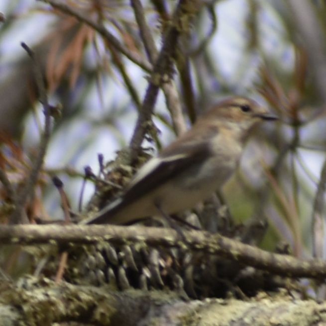 European Pied Flycatcher - Sally Anderson