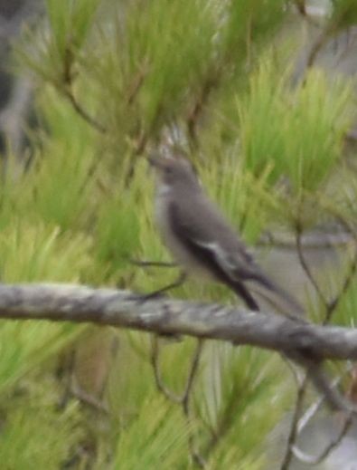 European Pied Flycatcher - Sally Anderson